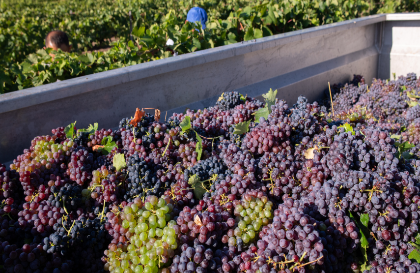 Quel est le processus de production du vin de Fronton ? 